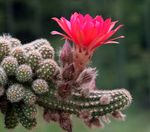 Photo House Plants Peanut Cactus (Chamaecereus), pink