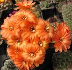 fénykép Szobanövények Földimogyoró Kaktusz (Chamaecereus), narancs