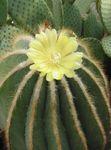 Foto Māja Augi Eriocactus tuksnesis kaktuss , dzeltens