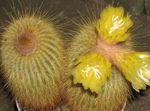 fénykép Szobanövények Eriocactus sivatagi kaktusz , sárga