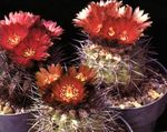 fotografie Pokojové rostliny Eriosyce pouštní kaktus , červená