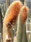 fotografija Sobne rastline Espostoa, Perujski Starec Cactus puščavski kaktus , bela