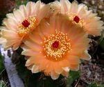 fotografija Sobne rastline Kroglični Kaktus (Notocactus), oranžna