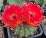 foto As Plantas da Casa Ball Cactus cacto do deserto (Notocactus), vermelho