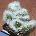 mynd Stofublóm Prickly Pera eyðimörk kaktus (Opuntia), rauður