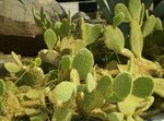 Foto Plantas de salón Nopal cacto desierto (Opuntia), amarillo