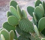 fotografija Sobne rastline Opuncija puščavski kaktus (Opuntia), rumena