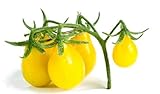 Semi di pomodoro di pera gialla - Lycopersicon esculentum foto, nuovo 2024, miglior prezzo EUR 4,29 recensione
