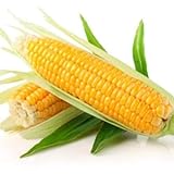 Portal Cool I semi vegetali di mais Delicatezza Zucchero gigante Organic Heirloom russa Ucraina foto, nuovo 2024, miglior prezzo  recensione