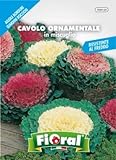 Sementi da fiore di qualità in bustina per uso amatoriale (CAVOLO ORNAMENTALE IN MISCUGLIO) foto, nuovo 2024, miglior prezzo  recensione