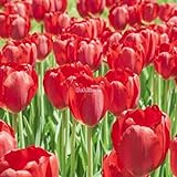Kisshes Giardino - 100 Pezzi Bulbi di tulipano Semi di fiori Bulb Semi di fiori colorati Tulipani Bonsai Hardy Perenne foto, nuovo 2024, miglior prezzo EUR 1,99 recensione