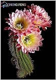 Pinkdose Benessere Piante Celestial - Cactus - pianta in Vaso Piante Anti-Radiazioni Famiglia 100 pc/Pacchetto: Violet foto, nuovo 2024, miglior prezzo  recensione