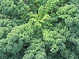 Portal Cool 75 sementi biologiche cavolo riccio blu VarietÃ  - Cavolo Brassica oleracea Superfood foto, nuovo 2024, miglior prezzo EUR 9,99 recensione