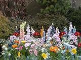 30 varietà e 2500 semi per giardino, parco, giardinaggio, tappeto di fiori foto, nuovo 2024, miglior prezzo EUR 18,95 recensione