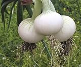 Seeds Onion White Queen Giant Heirloom Vegetable for Planting Non GMO Photo, new 2024, best price $7.99 review