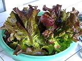 Red Romaine Lettuce Seeds- Heirloom- 2,000+ Seeds by Ohio Heirloom Seeds Photo, new 2024, best price $4.59 review
