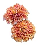 Burpee Strawberry Blonde Marigold Seeds 50 seeds Photo, new 2024, best price $9.70 ($0.19 / Count) review