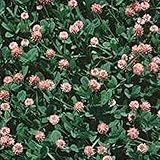 Strawberry Clover - 1 LB ~270,000 Seeds - Hay, Silage, Green Manure or Farm & Garden Cover Crops - Attracts Pollinators Photo, new 2024, best price $20.18 ($1.26 / Ounce) review