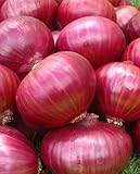 Onion RED Creole Great Heirloom Vegetable Seeds by Seed Kingdom (5,000 Seeds) Photo, new 2024, best price $12.89 review