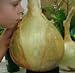 foto NUOVI 50 semi - semi di cipolla gigante. Ailsa Craig scozzese cimelio un seme onion.Vegetable enorme. Spedizione gratuita recensione