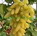 foto Pinkdose bonsai Uva rara 30 pz/pacco Piante da cortile, frutta deliziosa, dito d'oro Uva Decorazione da giardino Fiore bonsai: 14 recensione