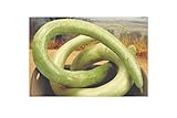 5 x Siceraria Lagenaria Cucuzi - Serpenti - Patisson Semi Zucca KS142 foto, nuovo 2024, miglior prezzo EUR 5,38 recensione