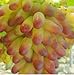 foto Pinkdose Piante da cortile bonsai, frutta deliziosa -, uva d'oro 30 pezzi/confezione: 2 recensione