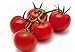 foto POMODORO CILIEGINO NERO 30 SEMI Pomodorino Dolce Alta Resa Black Cherry Tomato recensione