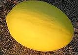 PlenTree 50 Semi di Melone Oliviya foto, nuovo 2024, miglior prezzo  recensione