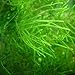 foto Tropica - Taxiphyllum barbieri 1-2 Grow (Java Moss) - Piante d'acquario recensione