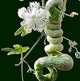 Vista Semi di zucca a serpente lunghi come frutti di serpente e verdure a circa 1,5 m Semi di zucca stagioni facili fagioli di serpente commestibili foto, nuovo 2024, miglior prezzo EUR 9,99 recensione