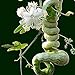 foto Vista Semi di zucca a serpente lunghi come frutti di serpente e verdure a circa 1,5 m Semi di zucca stagioni facili fagioli di serpente commestibili recensione