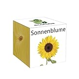 Extragifts ecocube Girasole - piante nel cubo di legno foto, nuovo 2024, miglior prezzo EUR 9,99 recensione
