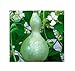 foto 10 x Zucca Pianta a Bottiglia Vogelhaus-Patisson Seme Giardino KS301 recensione