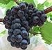 foto Pinkdose misti 50 pc/pacchetto piantine piantine di alberi Semi di uva frutta in vaso Kyoho semi d'uva rossa menzione bambino: mescolare recensione