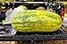 foto 30 semi / sacchetto gigante anguria, gusto verdure dolci e semi frutto molto Giant spedizione Delicious libero recensione