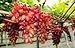 foto Pinkdose Semi d'uva, Arcobaleno anziani Cortile piante, semi delizioso frutto, 100 particelle/bag: 6 recensione
