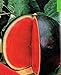 foto 30 semi di anguria pelle nera precoce frutto del seme di anguria Tyulpan russo Organic Heirloom per la semina giardino di casa recensione