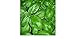 foto BASILICO GENOVESE 270 SEMI foglia larga PESTO LIGURE Basil pianta erba aromatica recensione