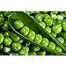 foto SEMI PLAT FIRM-dolci semi di pisello, piselli, piselli dolci frutta e verdura resistenti pianta in vaso verdura biologica 10 semi/pacchetto recensione