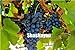foto Pinkdose Saldi!Â 100 pz Piante d'uva Nero Uva Albero bonsai Cresce Frutta Bonsai Piante non OGM Cibo commestibile balcone piante da giardino in vaso: 1 recensione