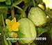 foto SEMI PLAT FIRM-2016New cimelio organici limone Cetriolo Semi - Semi di verdure 50pcs recensione