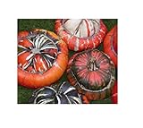 8x Zucca Turco Tappo Grande Früchte- Patisson Seme Verdure KS440 foto, nuovo 2024, miglior prezzo EUR 6,46 recensione