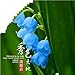 foto PLAT FIRM Germinazione I semi PLATFIRM-Zinnia (Zinnia Elegans Dahlia fiorito) - Cherry regina -100 Seeds recensione