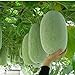 foto Pinkdose Quattro stagioni Grandi semi di melone d'inverno in vaso bonsai balcone piante frutta verdura per fai da te a casa & amp; giardino, facile da coltivare 10seeds recensione