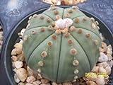 Astrophytum Asterias Nudun dollaro di sabbia cactus raro fiore di cactus di semi 30 semi foto, nuovo 2024, miglior prezzo EUR 10,99 recensione