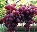 foto Pinkdose 30seds / bag seme fertilizzante frutto di semi d'uva frutta balcone in vaso 5: 1 recensione
