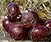 foto 100 semi di cipolla Cipolle giganti Eksibishen Organic russo Heirloom semi di verdure per giardino di casa 3 recensione