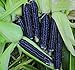foto Shoppy Star: Seed Savers Exchange 1193 un'impollinazione di mais, nero Aztec, 50 Bustina di semi recensione