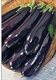 PLAT FIRM Germinazione dei semi: BIG PACK formato gigante semi Melanzana Lunga Pop. verdure medio-precoce dall'Ucraina foto, nuovo 2024, miglior prezzo EUR 18,12 recensione